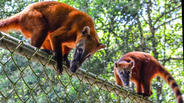 Dia 14 de março é o Dia Nacional dos Animais