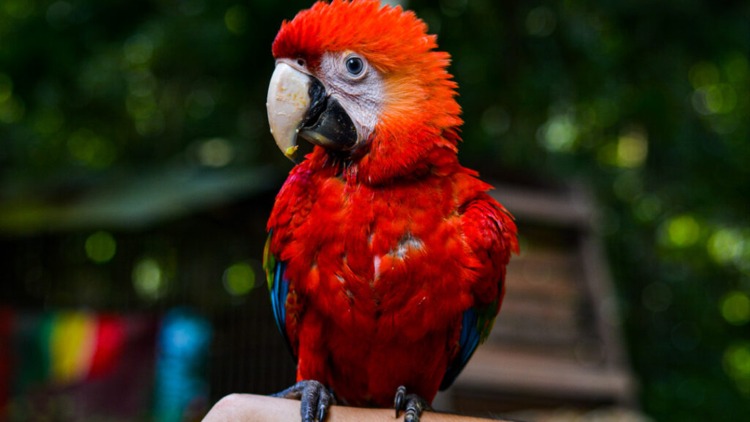 Dia 14 de março é o Dia Nacional dos Animais