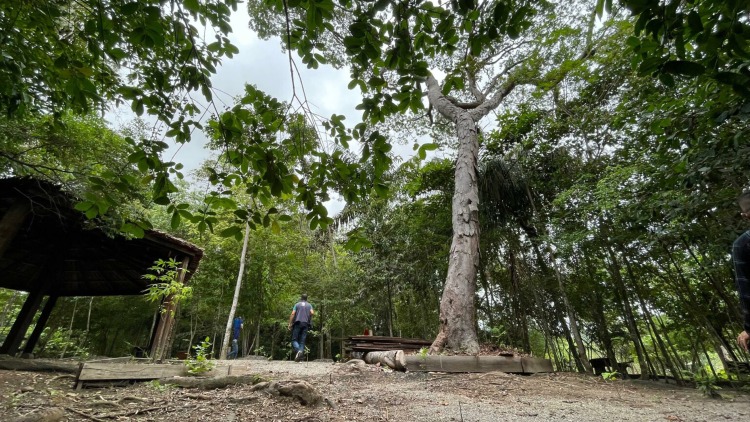 Bioparque da Amazônia celebra diversidade da flora