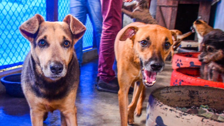 Castramóvel Itinerante atende cães fêmeas no CEU das Artes Zona Norte