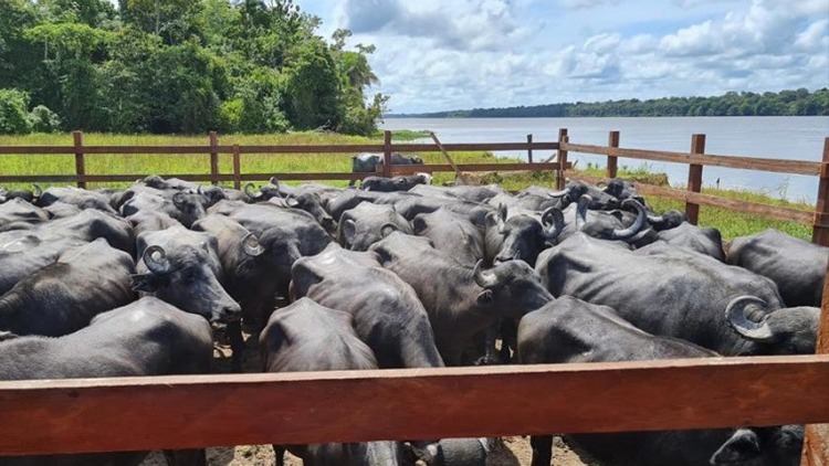 Diagro atua no recadastramento da população bovina