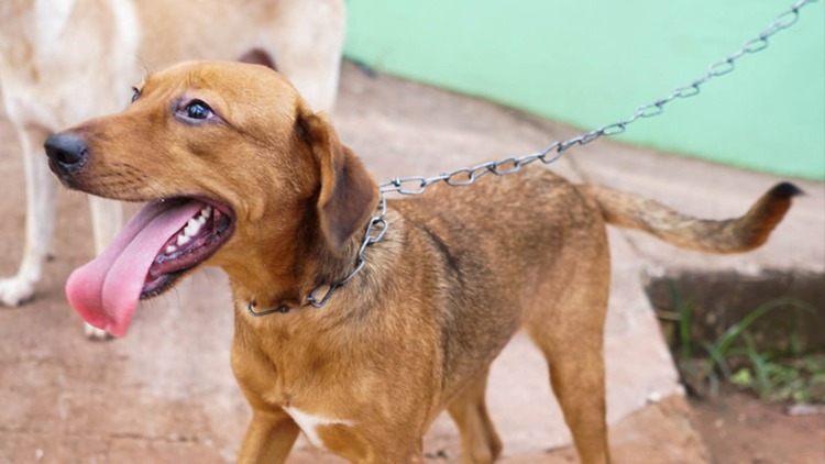 Castramóvel Itinerante atende cães machos
