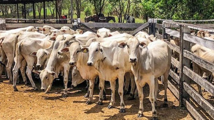 Governo do Amapá inicia campanha de atualização cadastral de rebanhos do estado