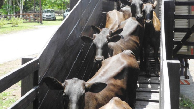 Amapá começa a receber animais para exposição e oportunidades de negócios no setor agropecuário