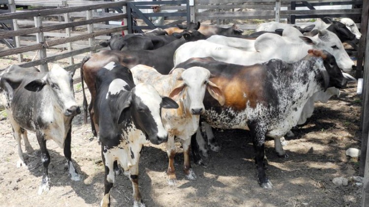 Amapá começa a receber animais para exposição e oportunidades de negócios no setor agropecuário