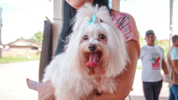 Castramóvel Itinerante da Prefeitura de Macapá atende cães fêmeas