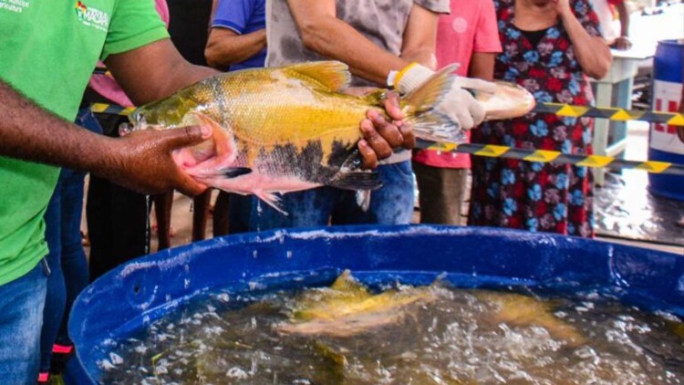 Peixe na Mesa
