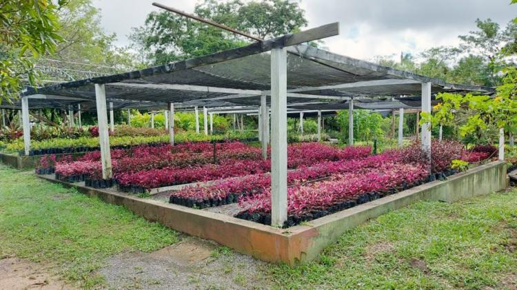 Horto Municipal: um ambiente de preservação, educação e integração com a natureza