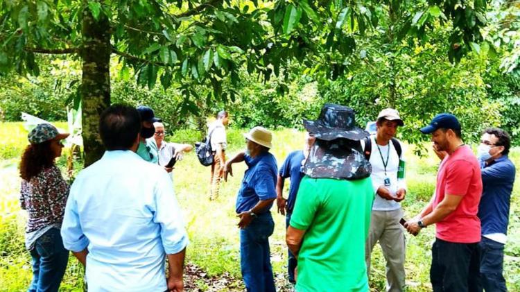 Técnicos amapaenses concluem treinamento para iniciar lavoura cacaueira no estado