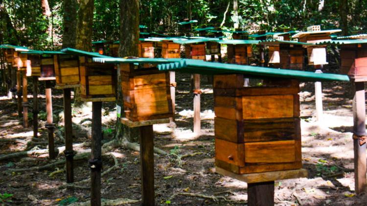 Bioparque da Amazônia reabre Meliponário com aproximadamente 100 mil abelhas sem ferrão