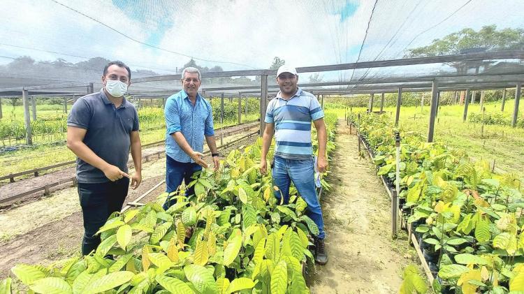 Amapá Cacau: produtores de Pedra Branca vão receber 5 mil mudas prontas para plantio