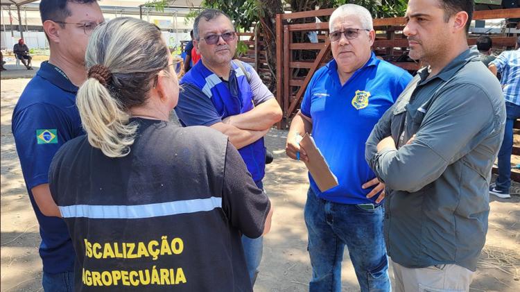 Forças de Segurança apreendem balsa com mais de 40 búfalos transportados ilegalmente no Amapá