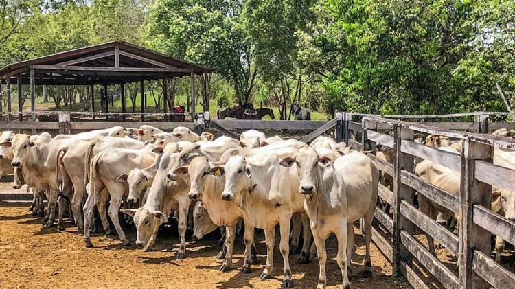 Febre aftosa: Amapá vacina mais de 95% do rebanho e supera meta do Ministério da Agricultura e Pecuária