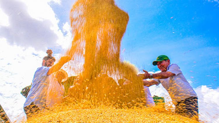 Prefeito Dr. Furlan participa da 2ª abertura oficial da colheita de soja em Macapá