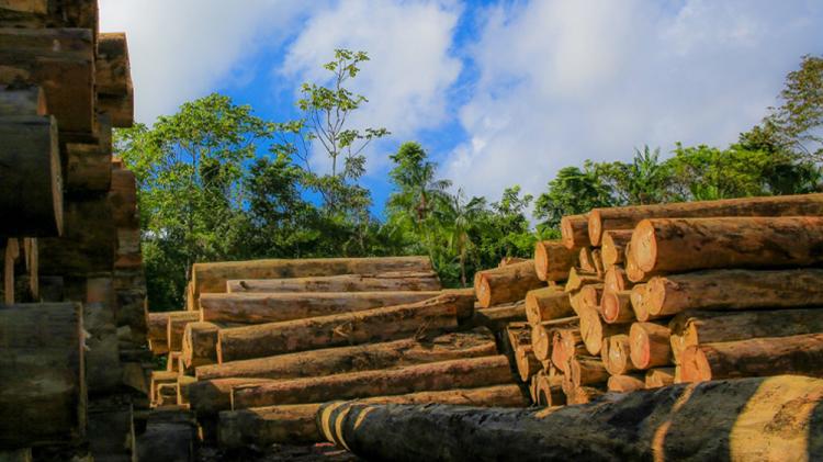 COP 28: Amapá apresenta método eficaz na gestão de florestas; entenda como funciona o manejo florestal sustentável