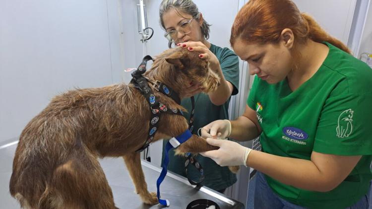 Cães fêmeas são atendidas pelo Castramóvel Itinerante da Prefeitura de Macapá