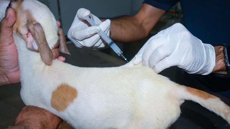 Vacinação antirrábica chega às comunidades do Curralinho e Km 9 e 14