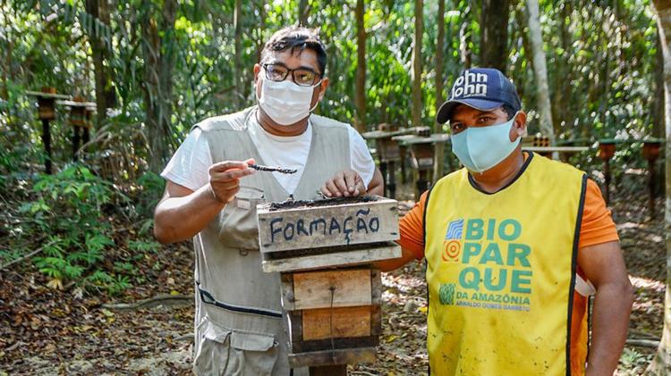 Meliponário do Bioparque conta com aproximadamente 200 mil abelhas
