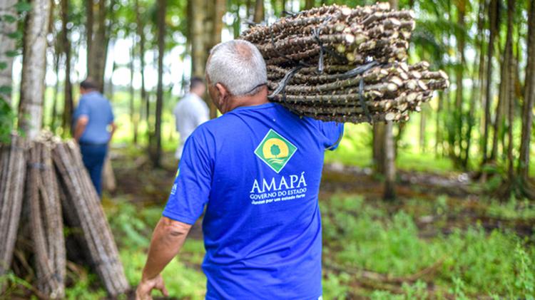Reniva Amapá: Governo recebe 200 mil manivas-sementes para formar bancos clonais no estado