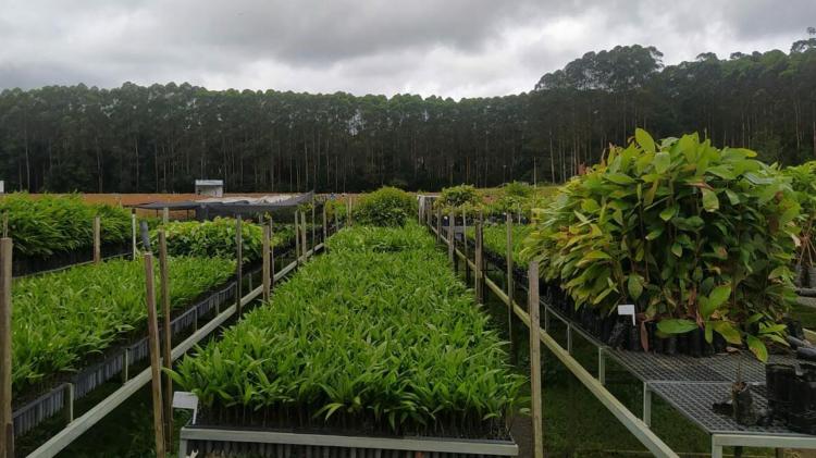 Prefeitura de Macapá recebe mais de 8 mil mudas para projetos de paisagismo na cidade