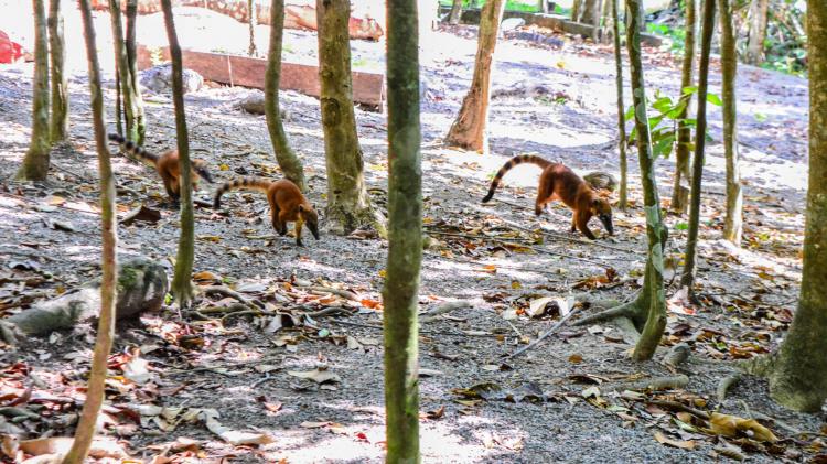 Dia da Amazônia: Bioparque preserva maior espaço urbano de área verde no Amapá