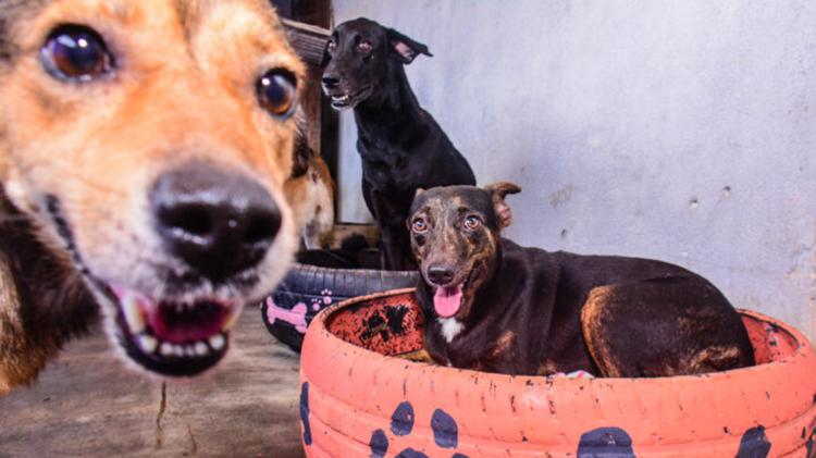 Prefeitura oferta 15 vagas por dia para castração de cães machos