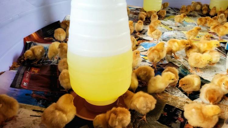 Mais de 660 aves criadas por escola família devem ajudar na merenda escolar em Macapá