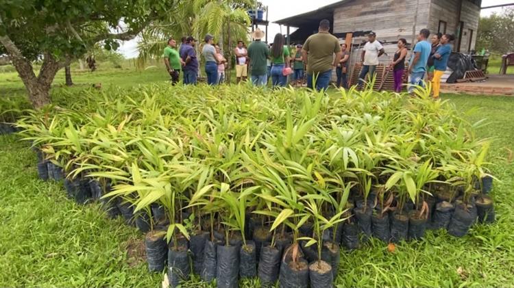 Prefeitura entrega 2,2 mil mudas de açaí para produtores da zona rural de Macapá