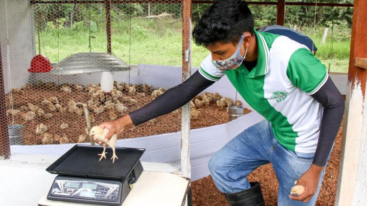 Proaves incentiva produção de avicultura na região do Pacuí