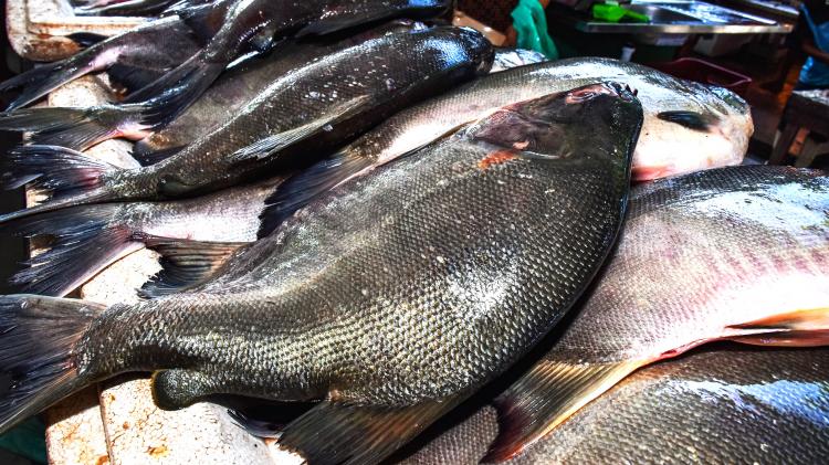 SEMANA SANTA: Prefeitura de Macapá oferta 5 toneladas de pescados à preços populares