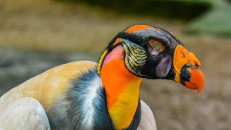 Conheça a história dos animais mais antigos do Bioparque da Amazônia