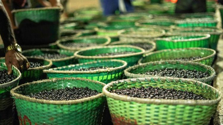 Prefeitura de Macapá realiza manejo de açaizais no Lontra da Pedreira