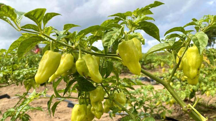 Hortas promovem autonomia e renda para produtores assistidos pela Prefeitura de Macapá