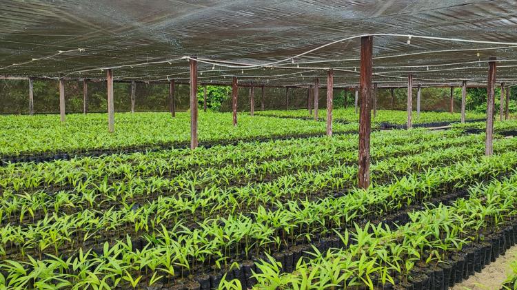 Mais de 30 mil mudas de açaí estão em produção para festival de incentivo ao setor econômico de Macapá