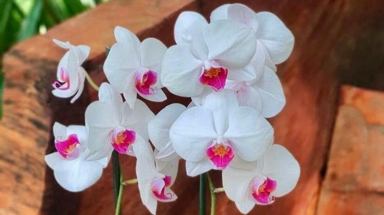 Cerca de 900 espécies de orquídeas disponíveis na Feira de Flores Holambra em Macapá