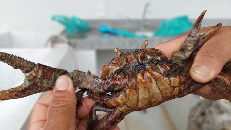 Secretaria de Meio Ambiente continua a fiscalizar o período de defesa do caranguejo no Amapá