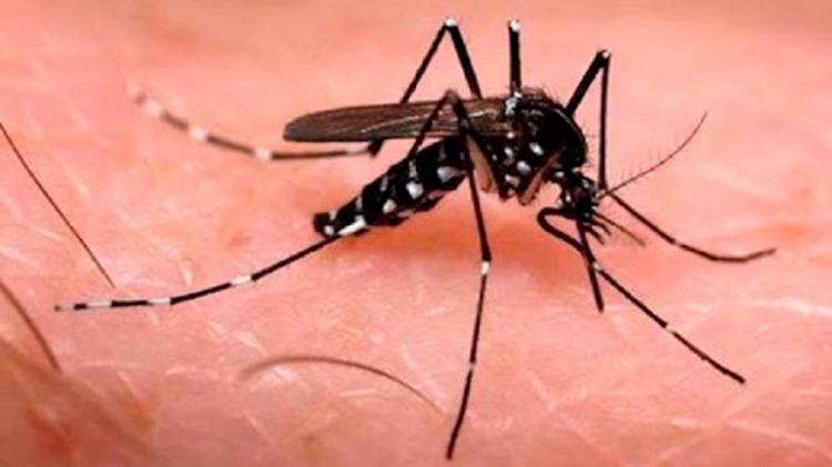 Amapá registra queda nos casos de Zika vírus e chikungunya