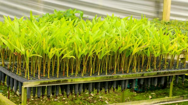 Em Macapá, blitz educativa terá doação de 1 mil mudas de plantas neste sábado (4)